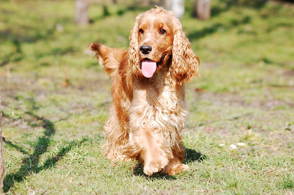 Cocker spaniel sale webbed feet