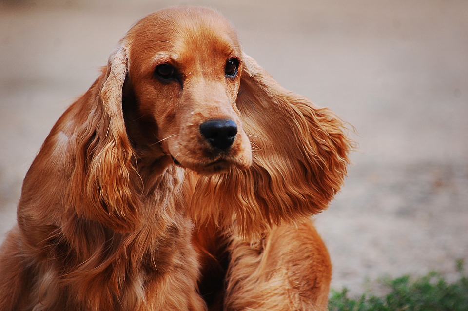 spaniel